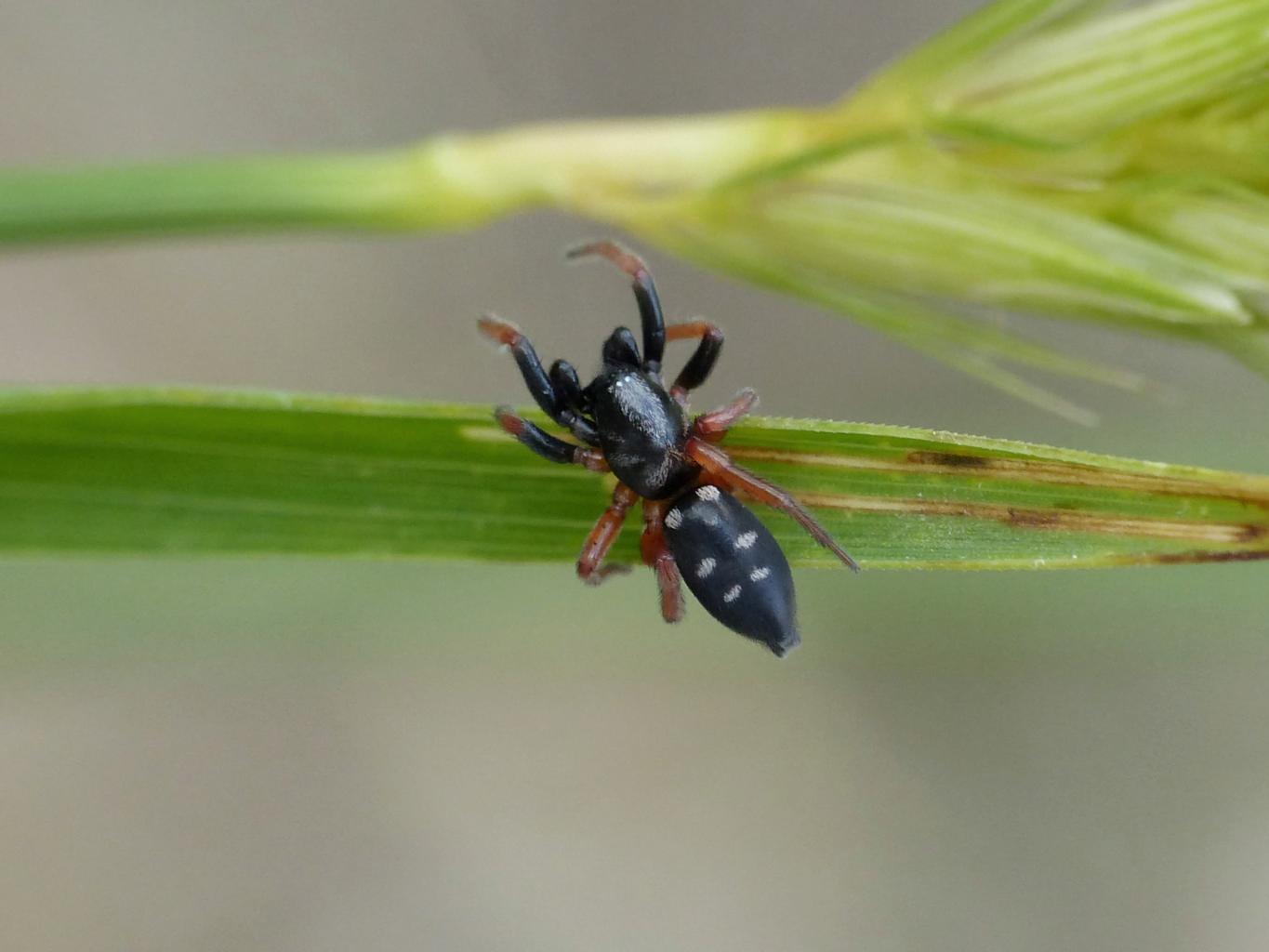 Phaeocedus braccatus (maschio) - Montecompatri (RM)